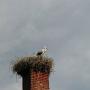 Estonia - Nationalfuglen storken